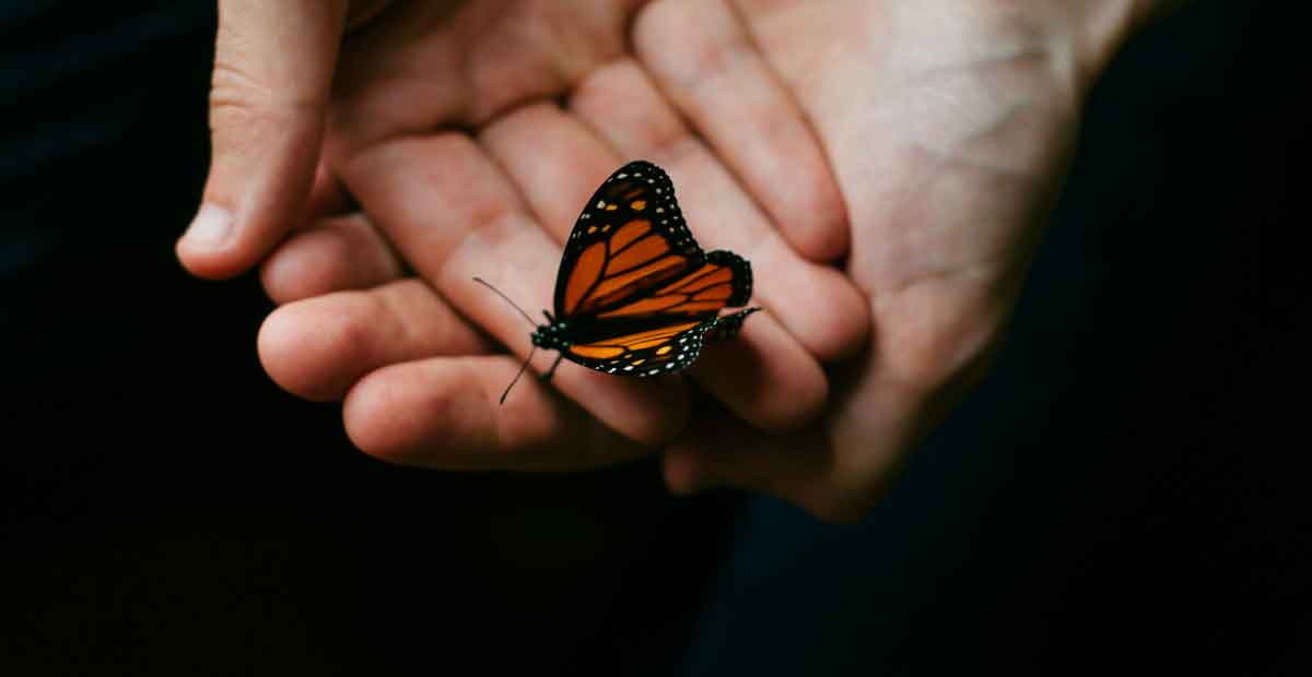 orange butterfly landing on you meaning