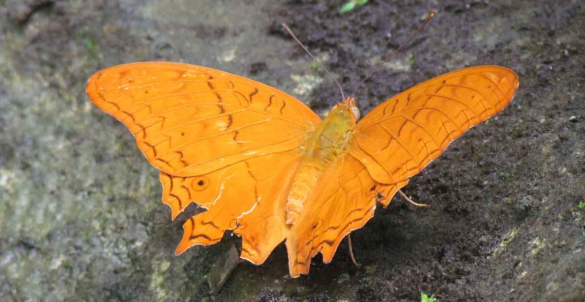 seeing a orange butterfly inside house meaning